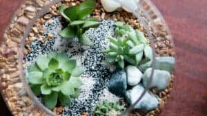 Terrario de Suculentas